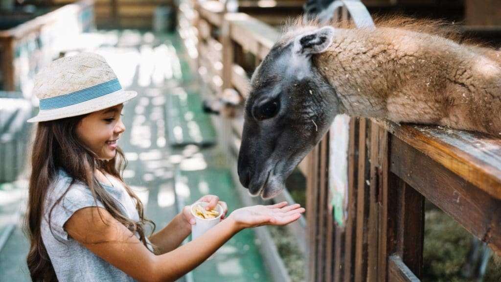Girl is giving food to the animals in zoo